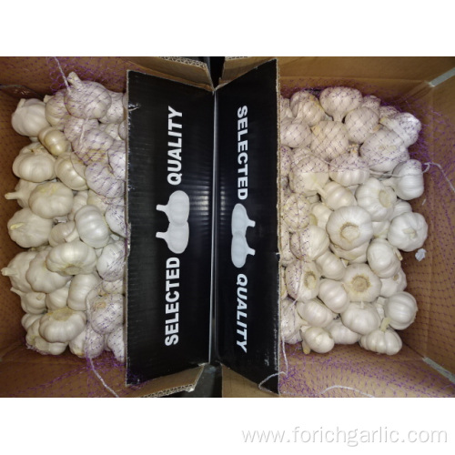 Loose Packing Fresh New Pure White Garlic